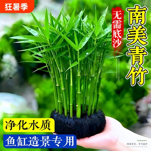 南美青竹坨草净水增氧鱼缸专用
