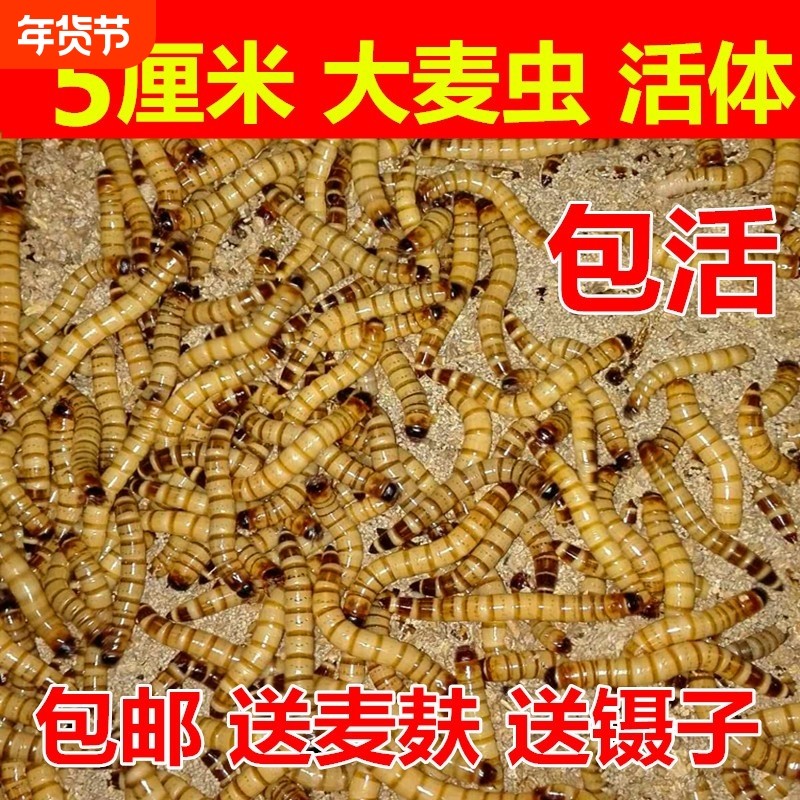 大麦虫活体面包虫龙鱼乌龟八哥画眉蜥蜴蜘蛛守宫宠物饲料包邮一斤,宠物/宠物食品及用品,爬虫/鸣虫食物,淘宝优惠券,粉丝福利购,淘宝优惠卷