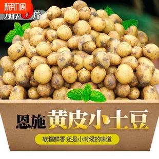 新鲜恩施高山小土豆农家湖北黄心土豆农家当季 时令蔬菜马铃薯洋芋