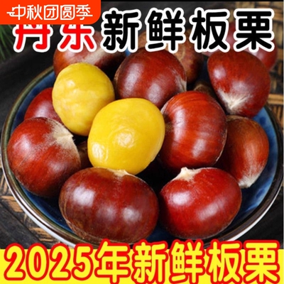 正宗丹东板栗辽宁新下树新鲜生栗子锥油栗鲜板栗老树大板栗蔬菜