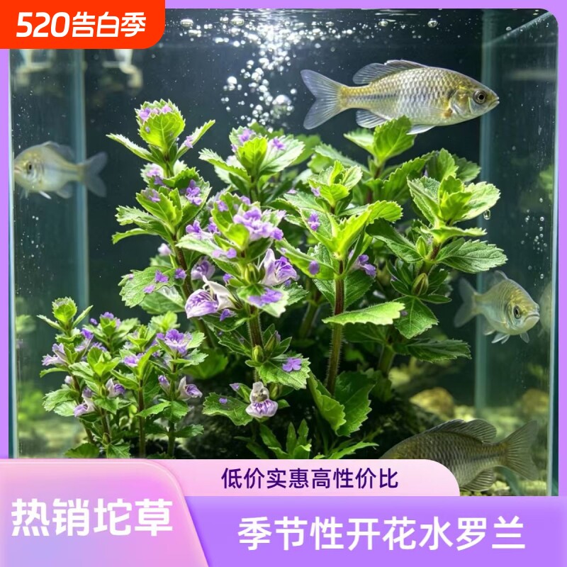 水萝兰坨草鱼缸造景水草绿植阴性后景净水增氧新手懒人好养活开花