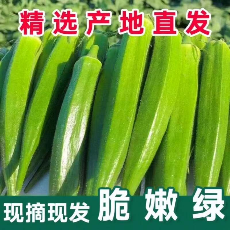 【产地直发】秋葵新鲜山东秋葵当季蔬菜羊角豆水果秋葵鲜嫩秋葵