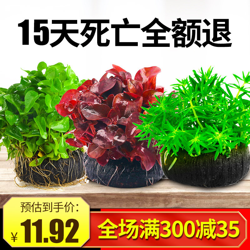 水草坨草淘宝天猫优惠券大全 品牌精品汇聚 价格大全移动版 最宠网