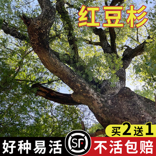 沙藏2年正宗中国红豆杉种子 南方 东北红豆杉 曼地亚红豆杉树种子