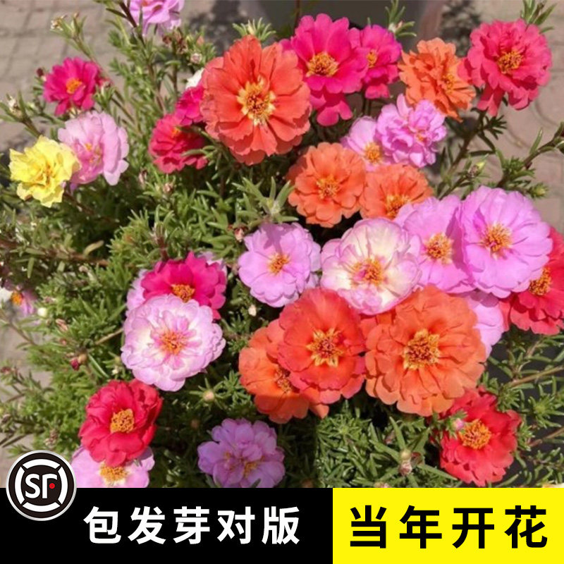 混色太阳花种子单瓣复瓣松叶牡丹半支莲午时花死不了新种耐热花卉