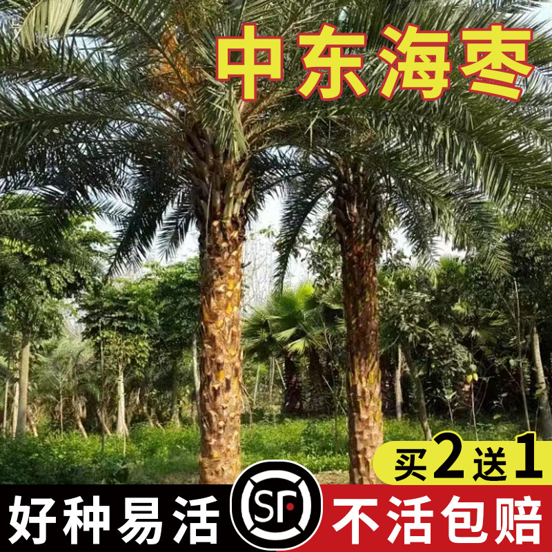 中东阿联酋伊拉克椰枣种子加拿利海枣树水果枣子树木盆栽沙藏