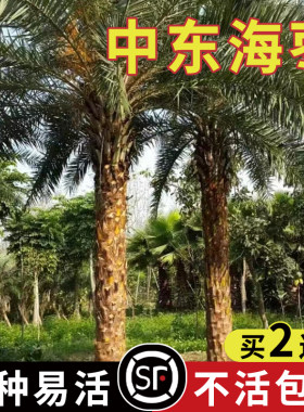 中东阿联酋伊拉克椰枣种子加拿利海枣树水果枣子树木盆栽沙藏
