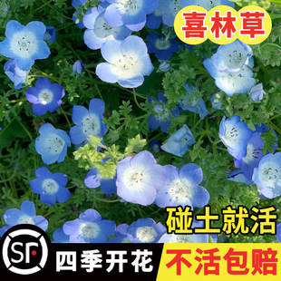 喜林草种子易活baby blue eyes粉蝶花籽庭院花镜阳台室外盆栽秋播