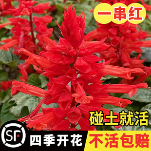 一串红花籽花种子矮杆庭院播种庭院易活花子矮串串红花籽耐寒花卉