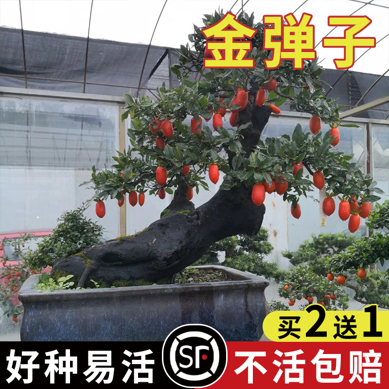 新采金弹子种子鸡血红老鸦柿种子盆景树种子乌柿葫芦果灯泡型高档