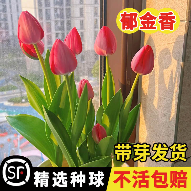 荷兰郁金香种球水培花卉植物室内花四季开花种子盆栽花苗土培水养