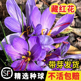 药用藏红花种球番红花盆栽植物花卉苗种子西红花耐寒水培红花球种