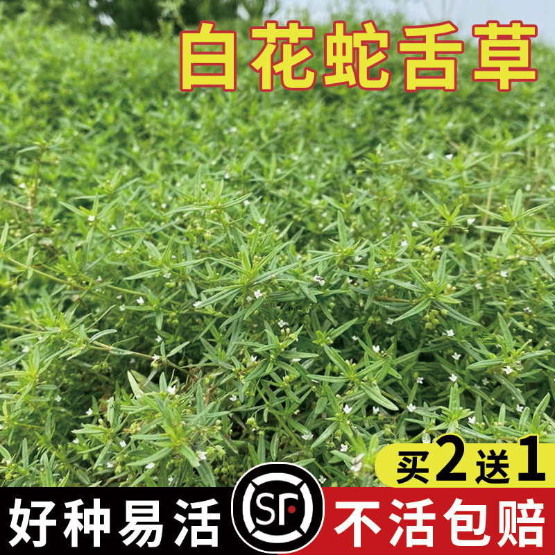 白花蛇舌草种子  蛇舌草种子半枝莲种子百花蛇舌草 药材种子