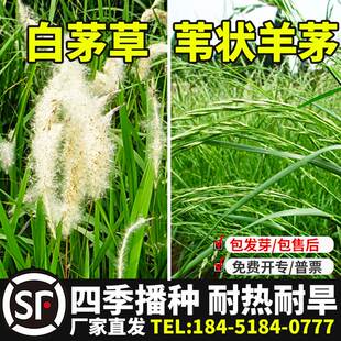野生白茅草种子茅柴根草籽白毛菅绿化杂草种籽孑苇状羊茅四季播种