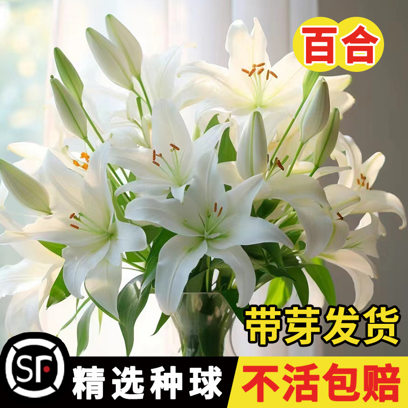 重瓣香水百合花种球四季开花易活盆栽鲜花庭院绿植物花卉种子室内
