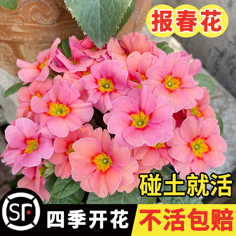 德国报春花种子七重楼樱草花晚景花种籽花坛阳台盆栽秋季播多年生