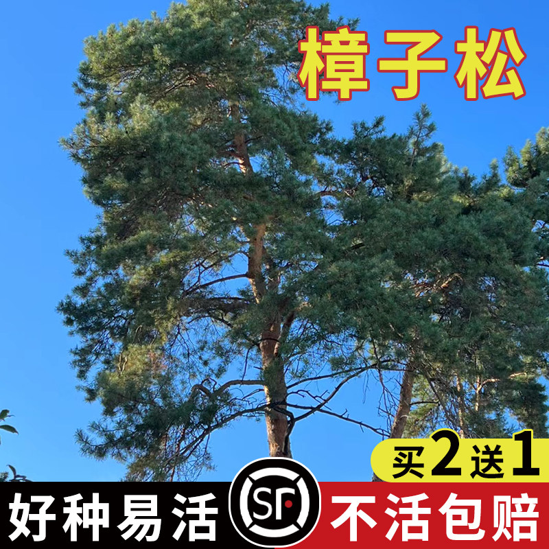 樟子松树种子西伯利亚松黑河赤松抗寒松树木海拉尔松蒙古赤松种籽图片