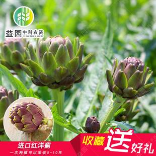 进口红洋蓟种子朝鲜蓟法国洋百合菊蓟四季蔬菜春秋冬四季盆栽高产
