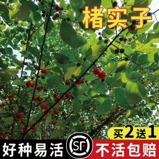 褚实子种子材种子构树种子构树籽楮树种子构桃树种籽构乳树