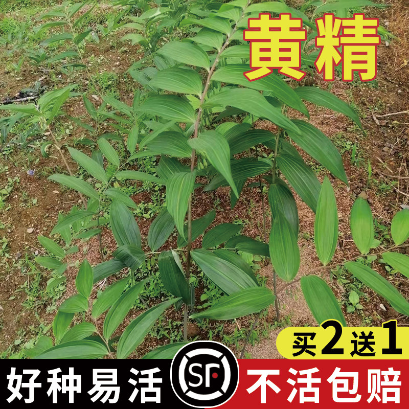新采黄精种子药材种籽云南滇黄精鸡头参黄精老虎姜新鲜黄精种子图片