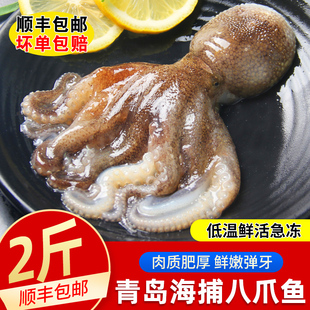 八爪鱼鲜活冷冻小章鱼爆头长短腿墨鱼仔乌贼鱿鱼2斤海鲜水产 包邮