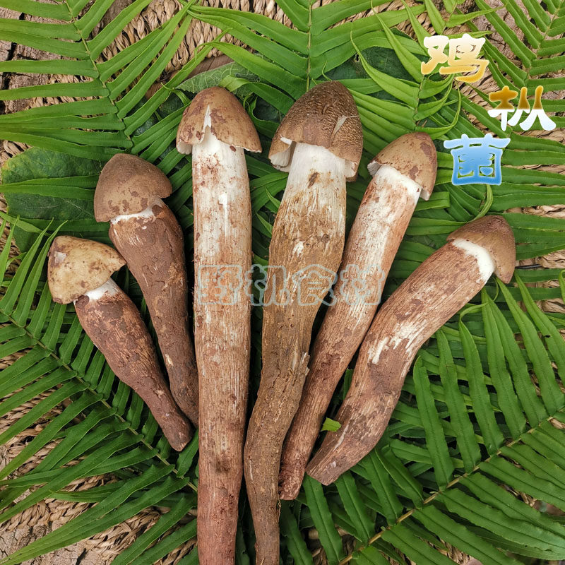 新鲜野生鸡枞菌未开伞500g精选四川伞把菇鸡肉菌斗鸡菇非云南