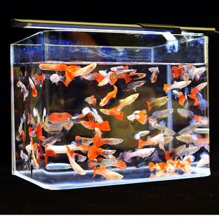 孔雀鱼天空蓝杂袍鱼小鱼苗下崽胎生凤尾鱼活体小型淡水热带观赏鱼