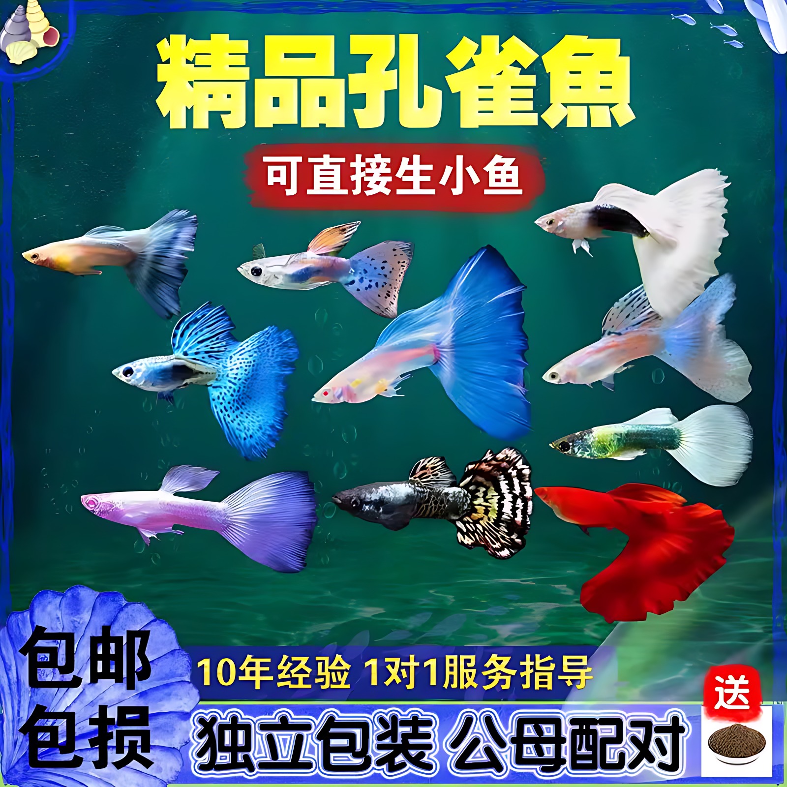 纯种孔雀鱼热带淡水可繁殖好养