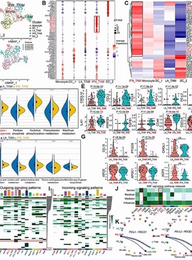 GEO数据库挖掘limma差异GO富集分析KEGG富集PPI蛋白互作网络