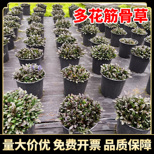 多花筋骨草时令草本花卉观赏绿植物庭院别墅绿化苗木量大优惠盆栽