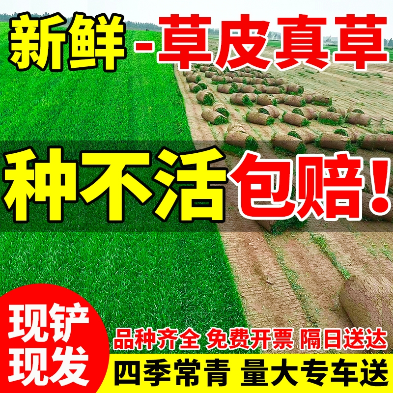 草皮真草坪带泥土庭院别墅花园绿化果岭草四季青台湾草马尼拉护坡