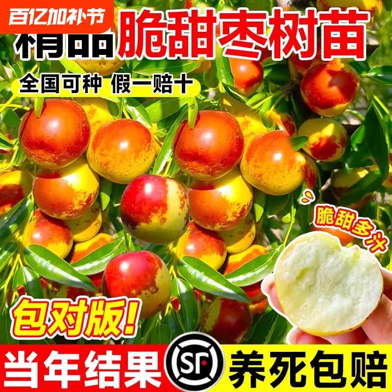 枣树活苗大枣超甜带土球南北方沾化冬枣大树矮化嫁接苗超甜特大号