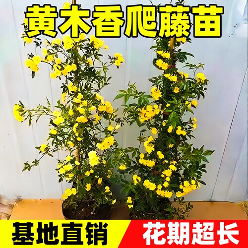 黄木香花苗爬藤植物庭院花卉盆栽重瓣红木香树苗无刺蔷薇白木香