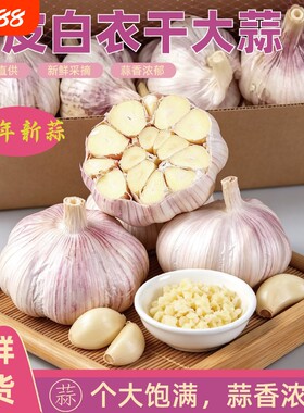 2026年新蒜紫皮白衣大蒜头带皮新鲜多瓣干蒜生鲜蔬菜调料蒜自种