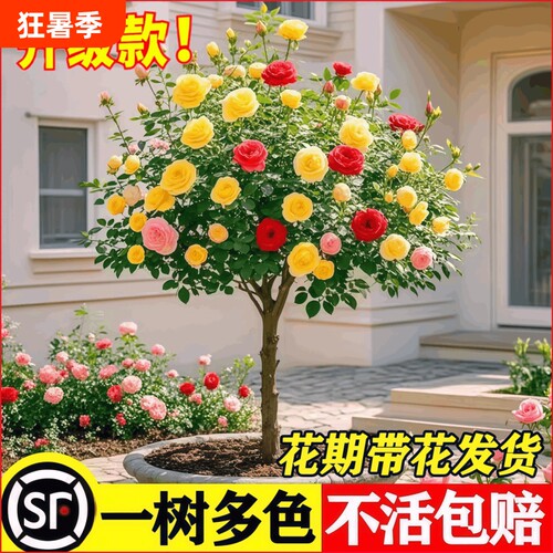 月季花苗室外四季开花植物盆栽