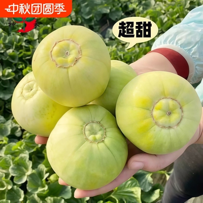 正宗日本冰糖甜宝甜瓜种子老品质
