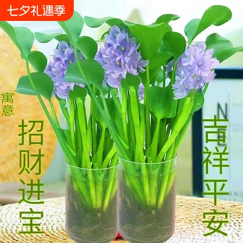 四季常青招财元宝水培花卉水养客厅办公室庭院懒人桌面摆件水培
