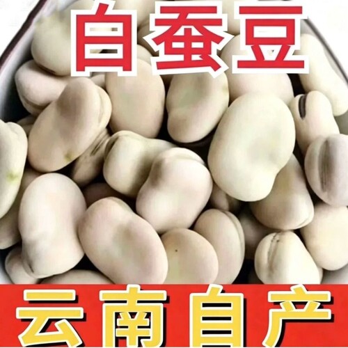 生白蚕豆干货生蚕豆生大粒生干蚕豆特产胡豆农家豆生白皮产家直发