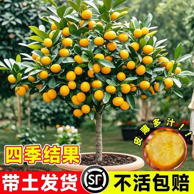金桔树树苗广西脆皮果树盆栽无籽橘子果苗四季脆蜜砂糖橘可吃食用