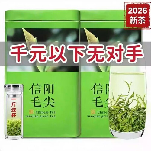 信阳新茶毛尖2026新茶明前浓香型高山嫩芽茶叶云雾绿茶罐装/500克