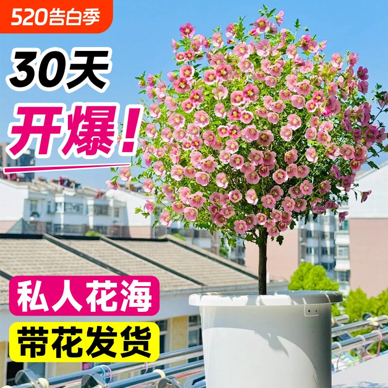 小木槿棒棒糖花苗盆栽玛格丽特室内阳台庭院花卉植物四季开花易活