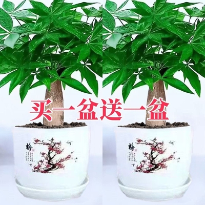 发财树盆栽室内植物办公室好养绿植水培客厅小盆景四季常青