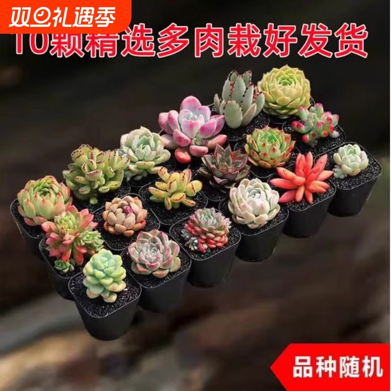 山楂家多肉植物 小盆栽 豪华套装多肉组合桃蛋玉露绿植花卉园艺 1