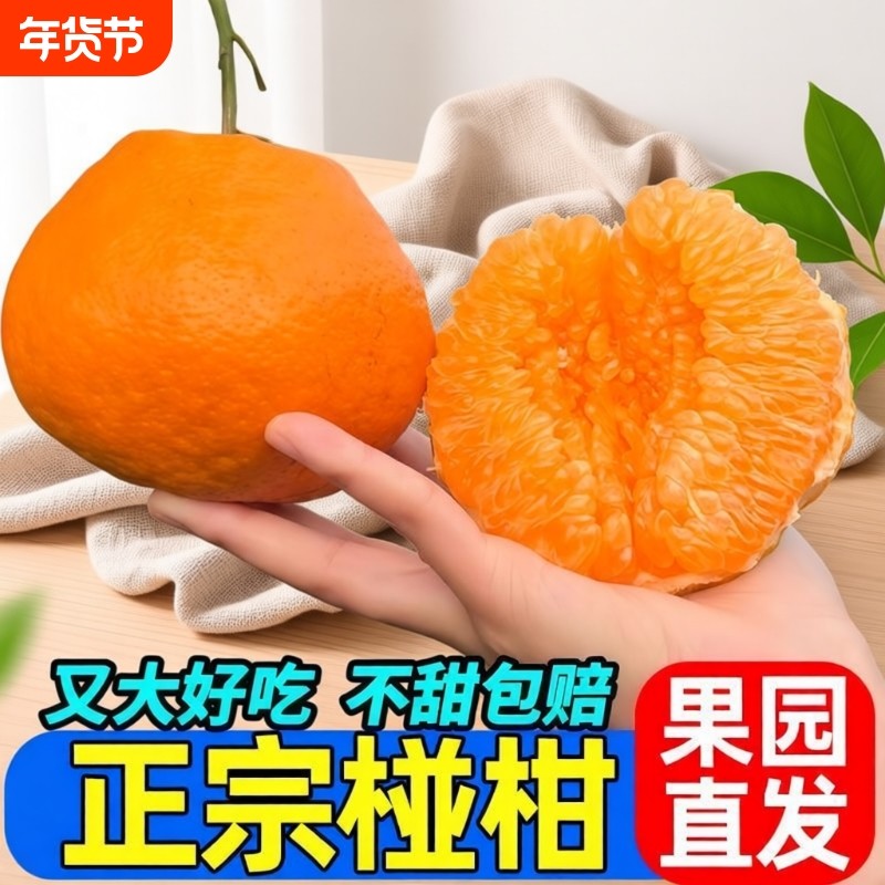 正宗高山椪柑当季新鲜橘子现摘芦柑碰柑水果非春见丑橘清香采摘,水产肉类/新鲜蔬果/熟食,桔子,淘宝优惠券,粉丝福利购,淘宝优惠卷