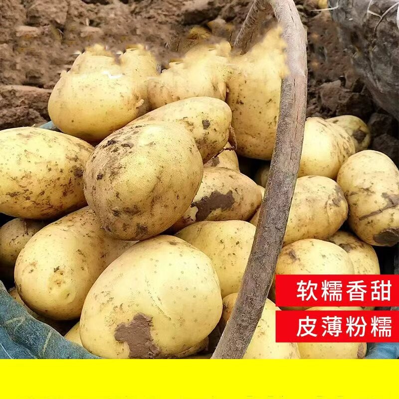 土豆新鲜2026年新货现挖黄新黄皮洋芋5斤包邮蔬菜马铃薯