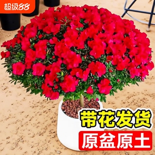 杜鹃花小苗盆栽客厅花卉绿植鲜花大花苗植物带花室外老桩种植阳台
