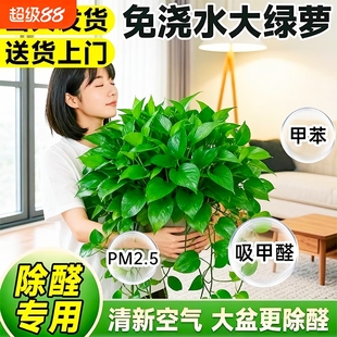 特级大盆绿萝室内盆栽水培吸除甲醛新房长藤大叶绿萝家用四季 绿植