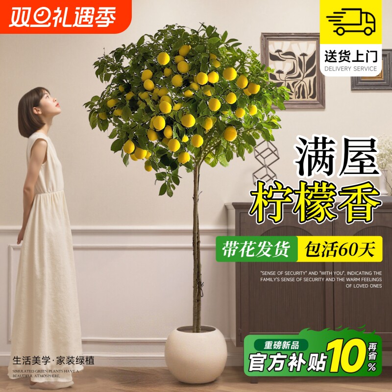 香水柠檬树盆栽带果四季可