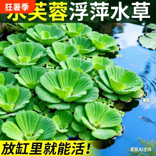 芙蓉莲水芙蓉水培水生植物大藻水莲水草浮萍净化水质鱼虾龟缸造景