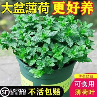 可食用薄荷盆栽泡茶四季常青留兰香新鲜薄荷叶室内驱蚊植物绿植
